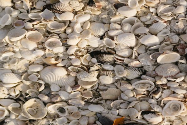Clam Pass Beach Park