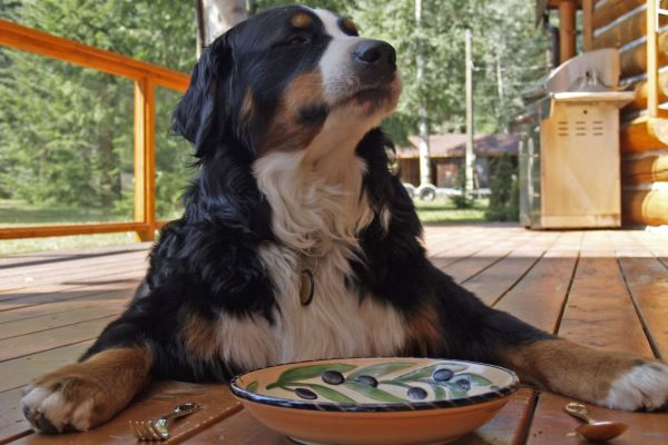 WoofTop Wednesdays