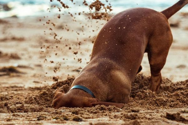 Bonita Beach Dog Park