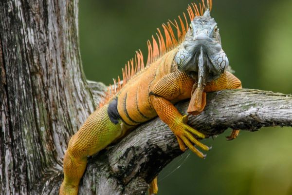 Naples Wildlife
