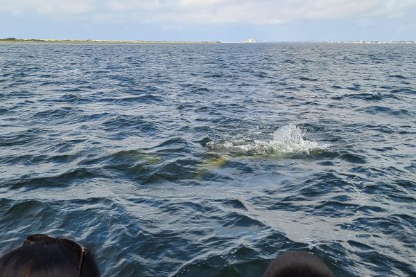 Spotting Dolphins & Manatees