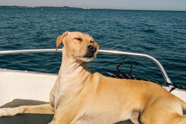 Bark on the Ark Dog Cruise