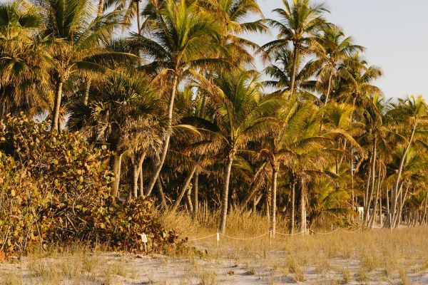 Barefoot Beach