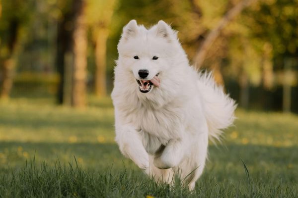 Naples Dog Park