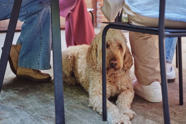 10 Dog Friendly Restaurants in Naples, FL