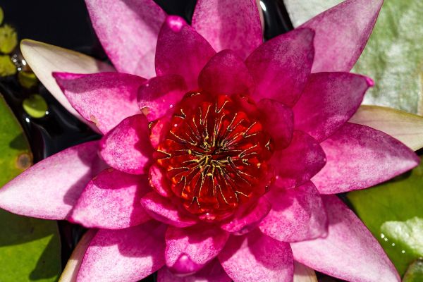 Naples Botanical Garden