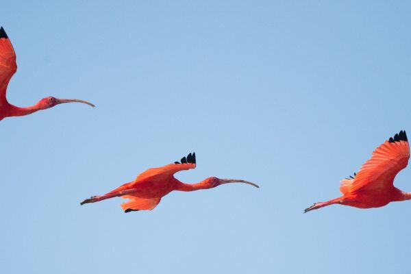 Bird Spotting in Naples
