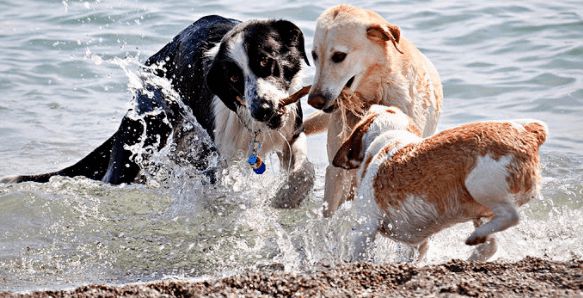 Dog Friendly Beaches in Naples, FL • Naples Florida ...